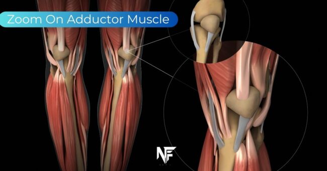 Adductor Muscle