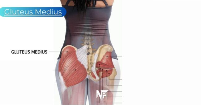 Gluteus Medius: Exercises for Glutes