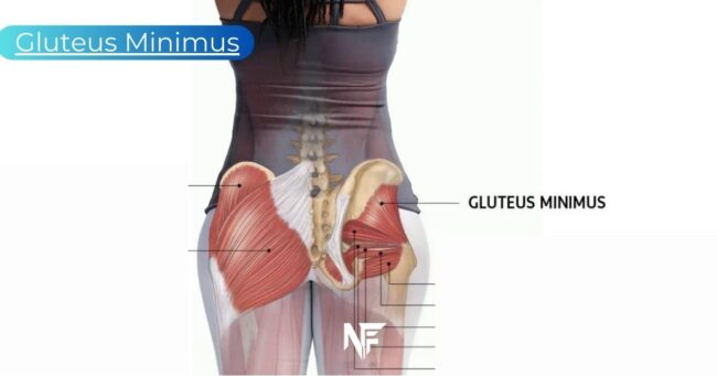 Gluteus Minimus: Exercises for Glutes