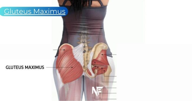 Gluteus Maximus: Exercises for Glutes