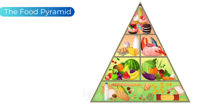 Food Pyramid