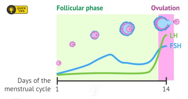 Follicular phase