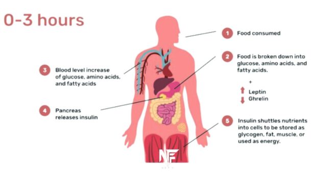 How does intermittent fasting work?