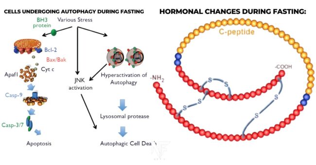 How IF affects your cells and hormones?