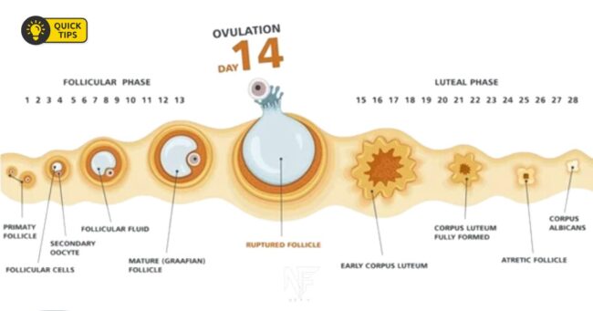 Ovulation