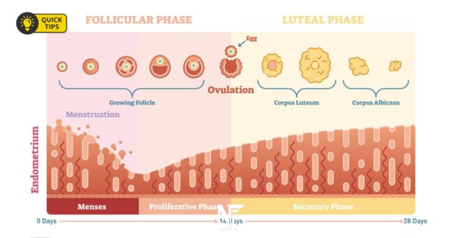 Luteal phase