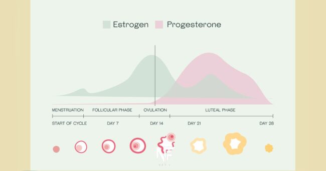 The key players are estrogen and progesterone during Period