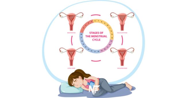 What is a menstrual cycle?